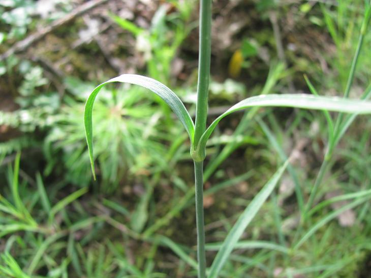 Dianthus seguierii / Garofano di Seguier